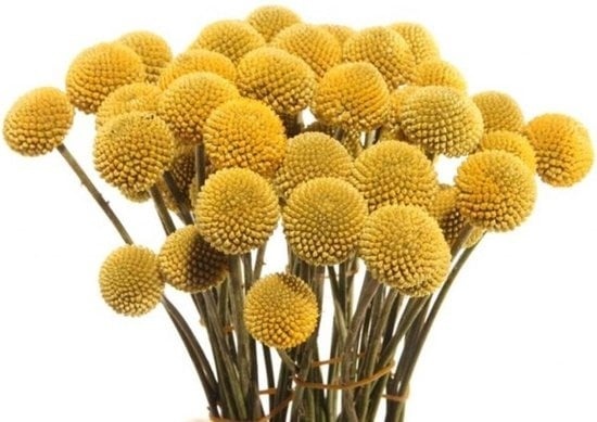 Verse Craspedia's, Billy Buttons of gele trommelstokjes online bestellen.