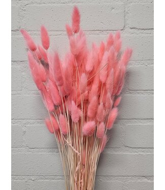 Dolce Vita Pink Lagurus dried flowers | Length 65 centimetres | Per bunch