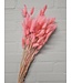 Pink Lagurus dried flowers | Length 65 centimetres | Available per bunch