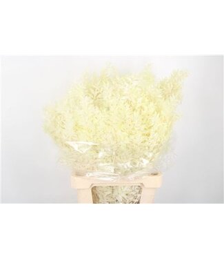 SLF Ruscus. Bleached Per Stem ( x 25 )