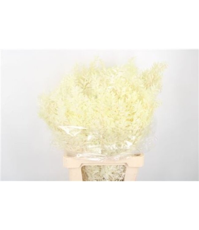 Ruscus. Bleached Per Stem ( x 25 )