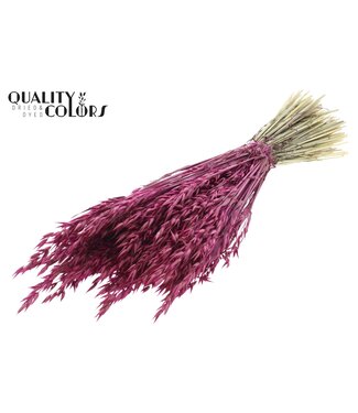 QC Avoine Avena fleurs séchées | Lilas | Longueur ± 60 centimètres | Par bouquet