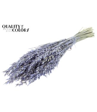 QC Avoine Avena fleurs séchées | Perle Milka Violet | Longueur ± 60 centimètres | Par bouquet