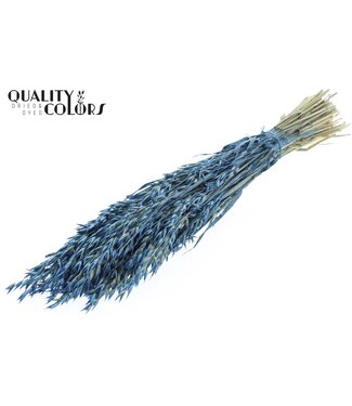 QC Avoine Avena fleurs séchées | Bleu Perle | Longueur ± 60 centimètres | Par bouquet
