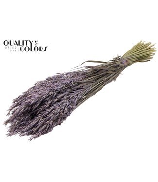 QC Avoine Avena fleurs séchées | Milka Violet Givré | Longueur ± 60 centimètres | Par 25 bottes