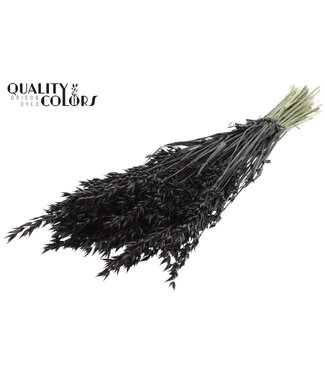 QC Avoine Avena fleurs séchées | Noir | Longueur ± 60 centimètres | Par bouquet