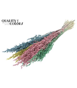 QC Avoine Avena fleurs séchées | Pastel Prism | Longueur ± 60 centimètres | Par bouquet