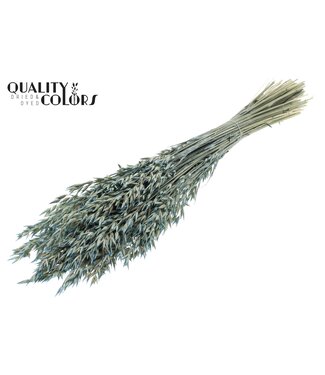 QC Avoine Avena fleurs séchées | Perle Bleu Clair | Longueur ± 60 centimètres | Par bouquet