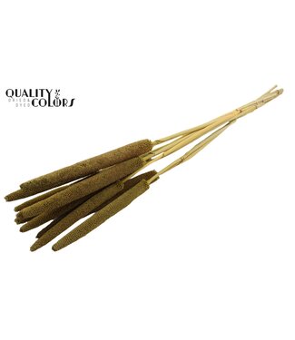 QC Babala de Millet perlé | Vert olive | Longueur ± 65 centimètres | Par 10 tiges