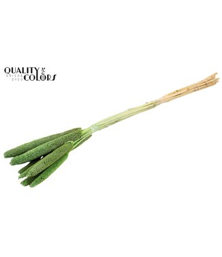 QC Babala de Millet perlé | Vert menthe givrée | Longueur ± 65 centimètres | Par 200 tiges