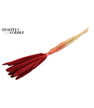 QC Babala de Millet perlé | Rouge | Longueur ± 65 centimètres | Par 200 tiges