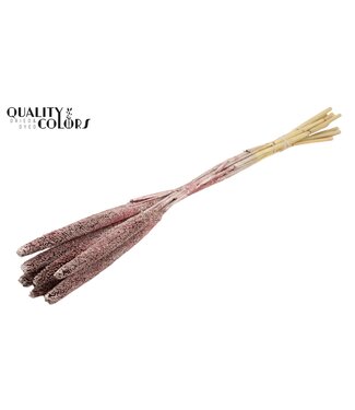 QC Babala de Millet Perlé | Couleur Champagne avec Paillettes | Longueur ± 65 centimètres | Par 200 tiges