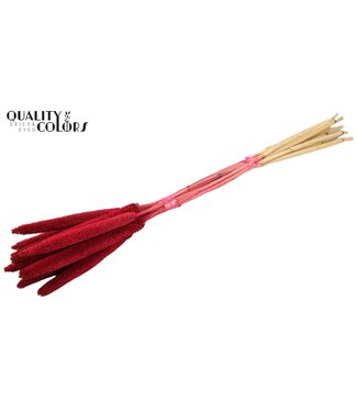 QC Babala de Millet perlé | Cerise | Longueur ± 65 centimètres | Par 200 tiges