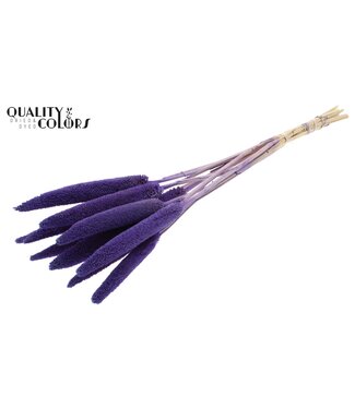 QC Babala de Millet perlé | Violet | Longueur ± 65 centimètres | Par 200 tiges