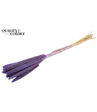 QC Babala de Millet Perlé | Milka Givré | Longueur ± 65 centimètres | Par 10 tiges