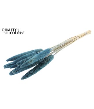 QC Babala de Millet Perlé | Bleu | Longueur ± 65 centimètres | Par 10 tiges