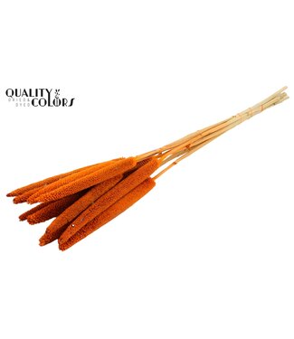 QC Babala de Millet perlé | Orange | Longueur ± 65 centimètres | Par 200 tiges
