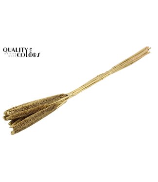 QC Babala de Millet perlé | Couleur dorée | Longueur ± 65 centimètres | Par 10 tiges