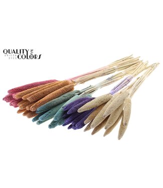 QC Babala de Millet Perlé | Mélange de Couleurs Givrées | Longueur ± 65 centimètres | Par 100 tiges