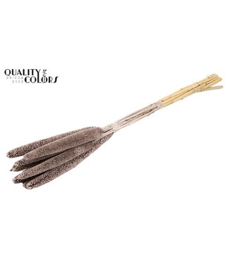 QC Babala de Millet Perlé | Couleur champagne | Longueur ± 65 centimètres | Par 10 tiges