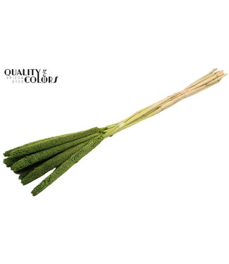 QC Babala de Millet perlé | Vert clair | Longueur ± 65 centimètres | Par 10 tiges