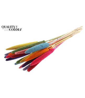 QC Babala de Millet Perlé | Mélange Arc-en-ciel | Longueur ± 65 centimètres | Par 10 tiges