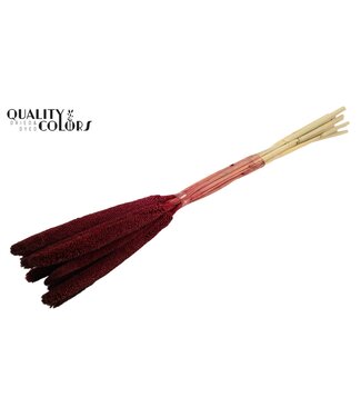QC Babala de Millet perlé | Couleur corail | Longueur ± 65 centimètres | Par 200 tiges