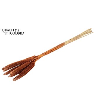 QC Babala de Millet perlé | Cuivré avec paillettes | Longueur ± 65 centimètres | Par 10 tiges