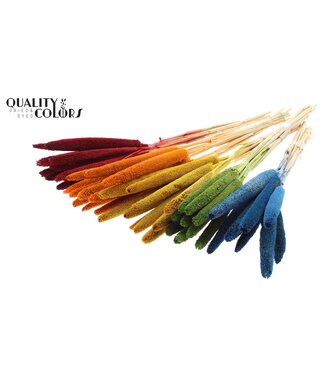 QC Babala de Millet perlé | Couleurs mélangées | Longueur ± 65 centimètres | Par 200 tiges