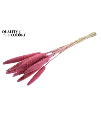 QC Babala de Millet Perlé | Rose | Longueur ± 65 centimètres | Par 10 tiges