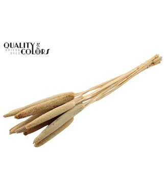 QC Babala de Millet perlé | Naturel | Longueur ± 65 centimètres | Par 10 tiges