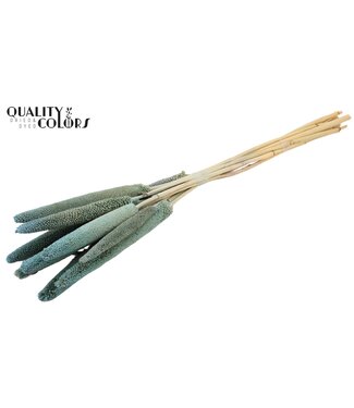 QC Babala de Millet Perlé | Bleu Clair Givré | Longueur ± 65 centimètres | Par 10 tiges
