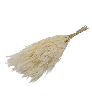 4A White preserved Fern | Length 70 centimetres | Weight 150 grams | Per bunch