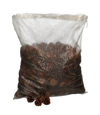 4A Pommes de pin autrichiennes brunes | Par 5 kilos