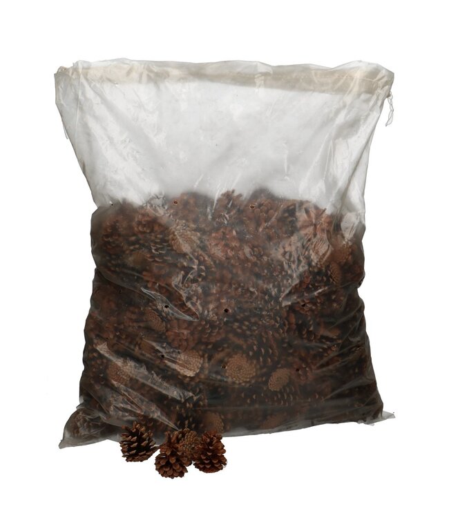Brown Austrian pine cones | Available to order per 5 kilograms