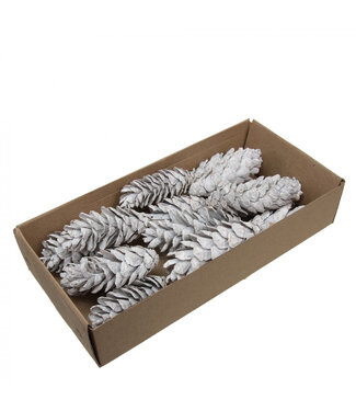 4A Pommes de pin blanches Strobus piques | Longueur 10 centimètres | Par 20 pièces