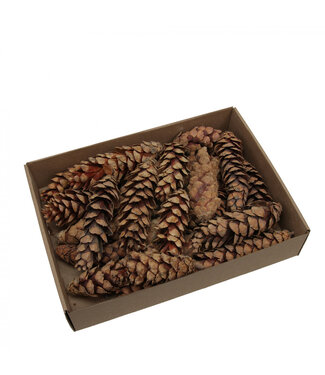 4A Pommes de pin Strobus naturelles brunes | Longueur 20 - 25 centimètres | Par 15 pièces