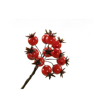 4A Orange Beerenstecker | Durchmesser 1,8 Zentimeter | Pro 72 Stück