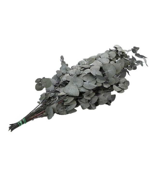 Preserved Eucalyptus Cinerea | Length 65 centimetres | Weight 150 grams | Available per bunch