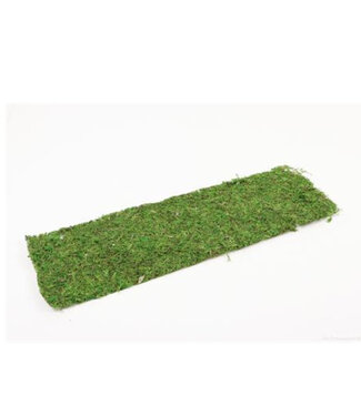 4A Grünes getrocknetes Moosblatt Trockendeko | Größe 58 x 18 Zentimeter | Pro Stück