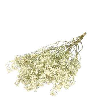 4A Naturelle wit gedroogd Gipskruid | Gypsophila droogbloemen | Lengte 70 centimeter | Gewicht 50 gram | Per bos