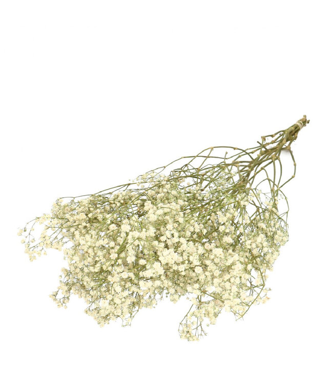 Natural white dried Baby's Breath | Gypsophila dried flowers | Length 70 centimetres | Weight 50 grams | Available per bunch
