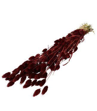 4A Bordeaux red dried Phalaris | Canary grass dried flowers | Length 70 centimetres | Per bunch