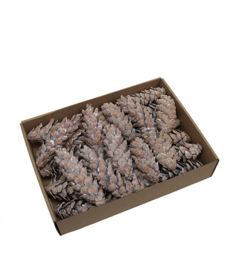 4A Pommes de pin grises Strobus | Longueur 20 - 25 centimètres | Par 15 pièces