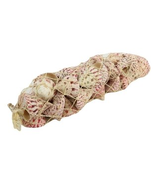 4A Coquillages naturels Trucus Macula | Poids 700 grammes | Par sachet