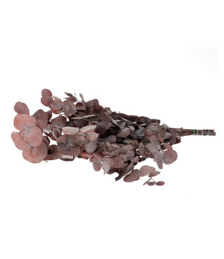 4A Eucalyptus Cinerea préservé rouge | Longueur 65 centimètres | Poids 150 grammes | Par bouquet