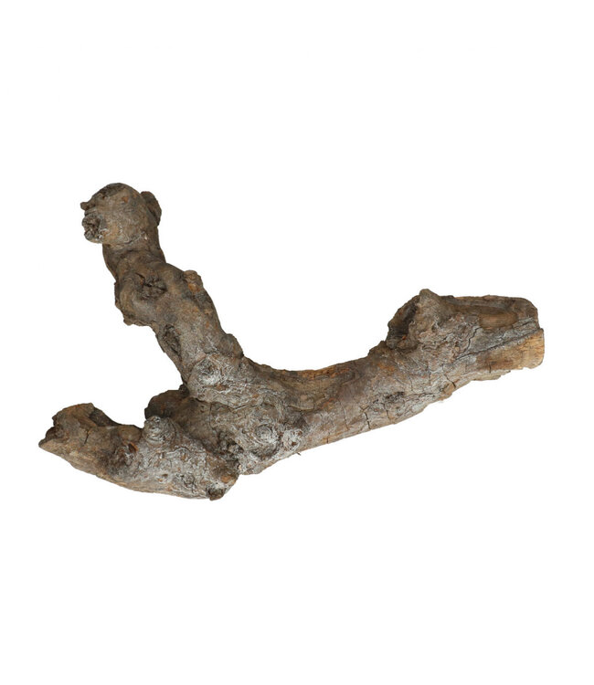 Natural Brown Dried Kuwa Root Deco | Length 25-30 centimetres | Available per piece