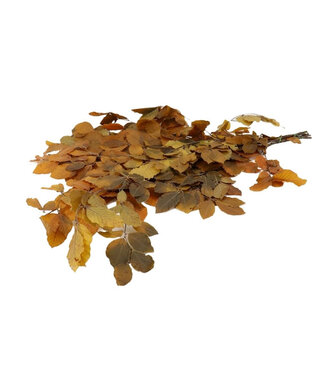 4A Yellow preserved beech | Length 80 centimetres | Weight 150 grams | Per bunch