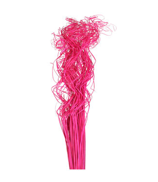 4A Fuchsia séchée Saule Élégant | Curly Ting Ting fleurs séchées | Longueur 70 centimètres | Poids 200 grammes | Par bouquet
