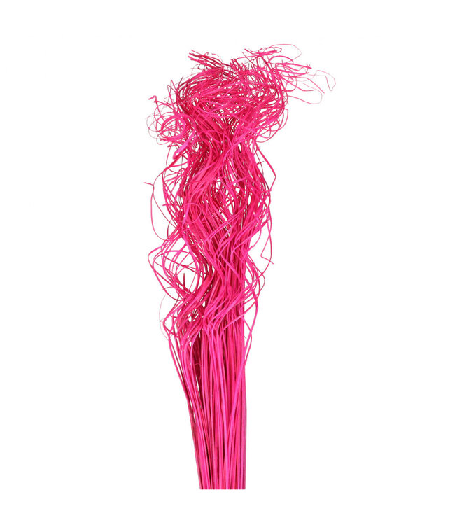 Fuchsia dried Graceful Willow | Curly Ting Ting dried flowers | Length 70 centimetres | Weight 200 grams | Available per bunch